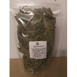 Szczeć pospolita liść