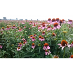 Jeżówka Purpurowa odporność korzeń cały