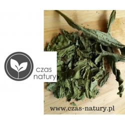 Szczeć pospolita liść